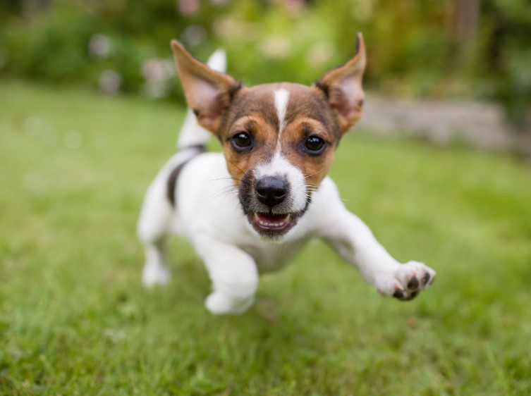 Wagging Tails and Happy Trails: The Best Dog Training Treats for Successful Training Wagging Tails and Happy Trails: The Best Dog Training Treats for Successful Training
